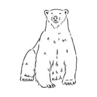 bosquejo del vector del oso polar