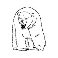 bosquejo del vector del oso polar