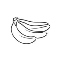 banana vector sketch