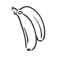 banana vector sketch