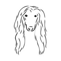 afghan hound vector sketch