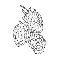 raspberry vector sketch