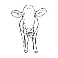 bosquejo del vector de la vaca