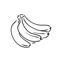 banana vector sketch