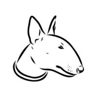 bull terrier vector sketch