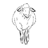 sheep vector sketch