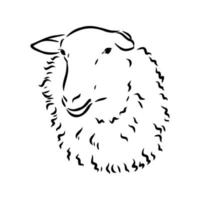 sheep vector sketch