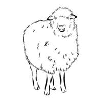 sheep vector sketch