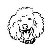 poodle dog vector sketch