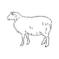 sheep vector sketch