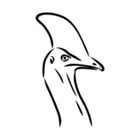 cassowary vector sketch