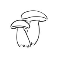 mushroom vector sketch