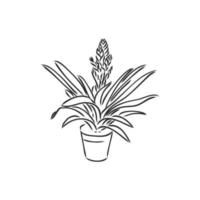 houseplant vector sketch