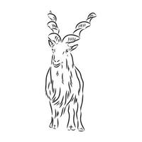 mountain goat vector sketch