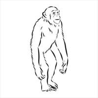 chimpanzee vector sketch