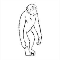 dibujo vectorial de chimpancé vector