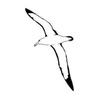 albatross vector sketch