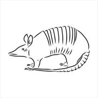 bosquejo del vector animal armadillo