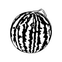 watermelon vector sketch