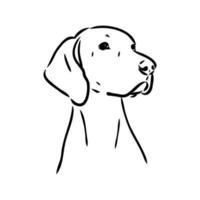 pointer dog vector sketch