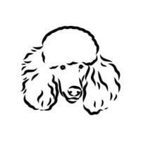 poodle dog vector sketch