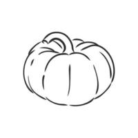 dibujo vectorial de calabaza vector