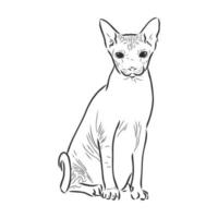 sphinx cat vector sketch