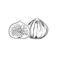 fig vector sketch