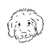 australian poodle vector sketch