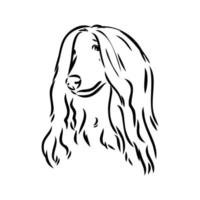 afghan hound vector sketch