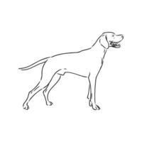 pointer dog vector sketch