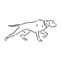 pointer dog vector sketch