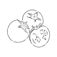 tomato vector sketch