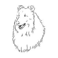 collie dog vector sketch