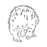 echidna vector sketch