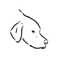 pointer dog vector sketch