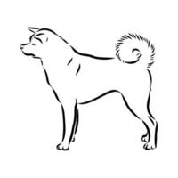 akita inu dog vector sketch