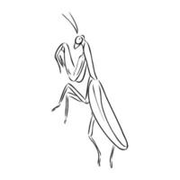 dibujo vectorial de mantis vector