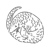 pangolin vector sketch