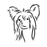 chinese crested dog vector sketch