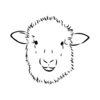 sheep vector sketch