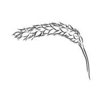 wheat vector sketch