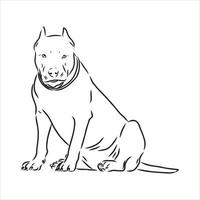 pit bull terrier vector sketch