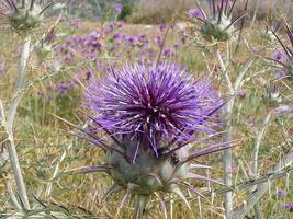 thistle in the field photo