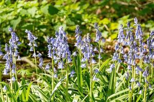 blue flowering forget-me-not Myosotis in springtime photo