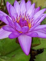 pink water lily photo