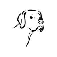 pointer dog vector sketch