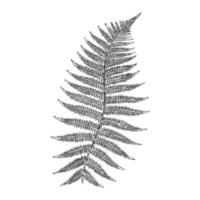 fern leaf vector sketch