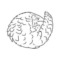 pangolin vector sketch