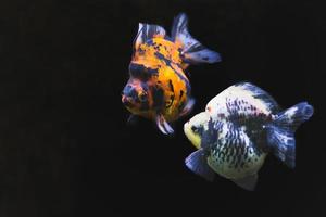 coloridos peces dorados nadando en el tanque sobre fondo negro.